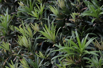 Fototapeta na wymiar Green leaves plant in garden