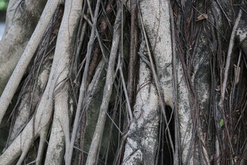 Close up Roots of Tree in the Park