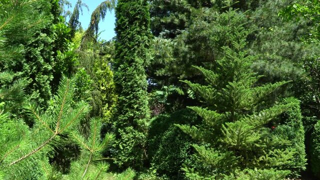 Beautiful landscaped garden with evergreens. Pinus parviflora Glauca, Korean fir ordinary pine and huge boxwood bushes on evergreen background. Atmosphere of relaxing holiday of happiness and love.
