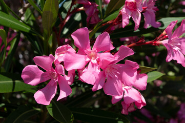 pink oleander flower and green leaves, background. Mediterranean plant.