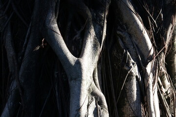 Shade and Shadow on the Tree Bark in the Park