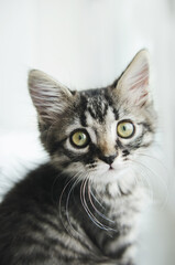 Striped pet cat with green eyes looking at camera