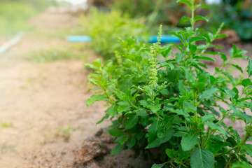 Fresh holy basil leaf, Thailand herb.