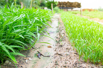 Morning glory is a plant in garden. (Convolvulaceae)
