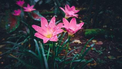 Pink rainy lily flower with leafs, petals and green blury background.