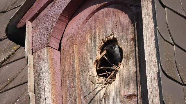 Dohle (Coloeus monedula) beim Nestbau