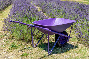 A completely purple wheelbarrow with a lavender field in the countryside of Santa Luce, Pisa, Italy