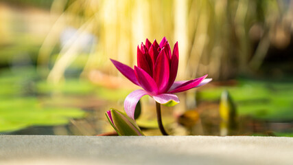 Tropical aquatic plant - red lotus water lily blooming and floating on water surface in greenhouse. Symbol of buddhism.