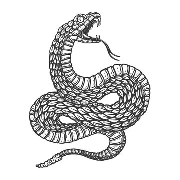 Illustration of poisonous snake in engraving style. Design element for logo, label, sign, poster, t shirt.