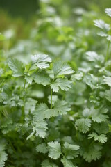 Koriander (Coriandrum)