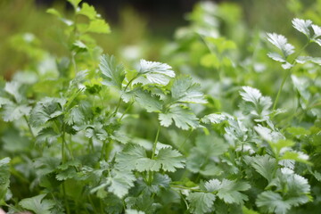 Koriander (Coriandrum)