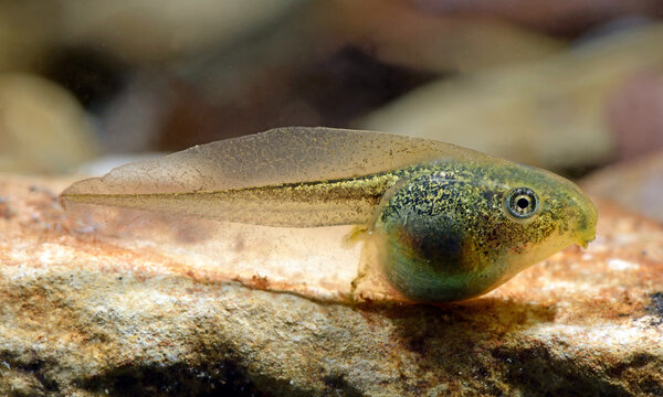 Kaulquappe des Europ&auml;ischen Laubfrosch (Hyla arborea) - tadpole of the European tree frog
