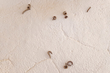 Coiled millipede insects glued to a white wall.