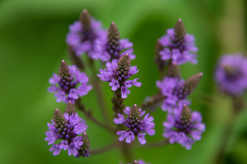 7月の上野ファームに咲くバーベナ
