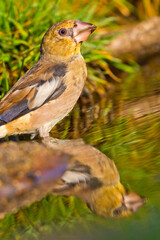 Hawfinch, Coccothraustes coccothraustes, Forest Pond, Mediterranean Forest, Castile and Leon, Spain, Europe