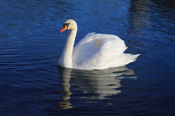 Fototapeta premium Photo of a white Swan on a pond in the park