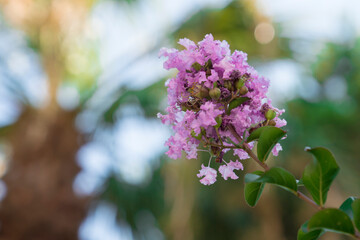 Blurry background purple flowers in the branches 