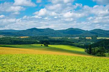 7月美瑛の夏空とパッチワークの丘