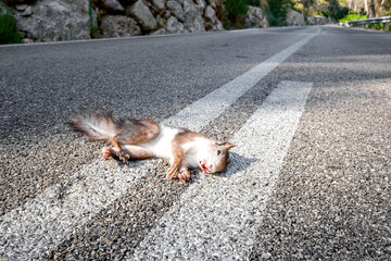 Animals are killed by crossing the roads hit by cars. - obrazy, fototapety, plakaty