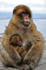 Two apes of Barbary macaques family living of Gibraltar. Mother monkey holding cute ape baby with brown fluffy fur. Macaque family in wild nature. Two primate animals mum and baby