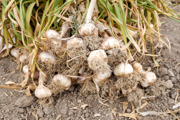 A cultivation of garlic already harvested, fresh and ready to eat.