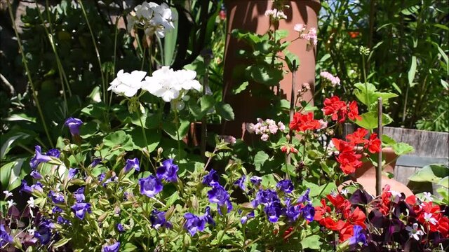Rote und wei&szlig;e Pelargonien wiegen sich im Wind, violette Bl&uuml;ten, Gartendesign und Gartengestaltung mit Blumen