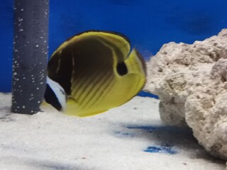 Obraz premium fish in the aquarium