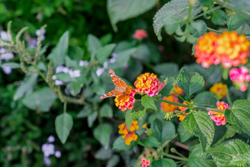Orange butterfly with white spots on flowers