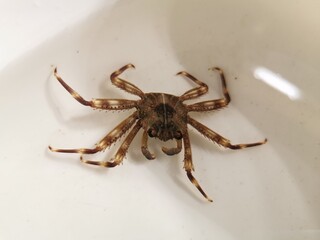 Sally Lightfoot Crab on the white background