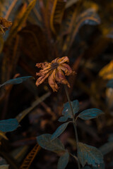 HERMOSAS FLORES DE PRIMAVERA
