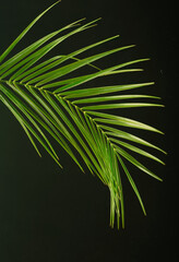 palm tree branch on black background