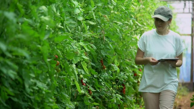 Woman farmer with digital tablet in cherry tomatoes greenhouse. Smart organic farm. Slow motion