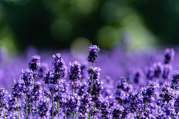 7月ファーム富田ラベンダーグラデーション