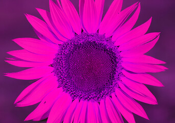 Obraz premium Photo macro of a large sunflower