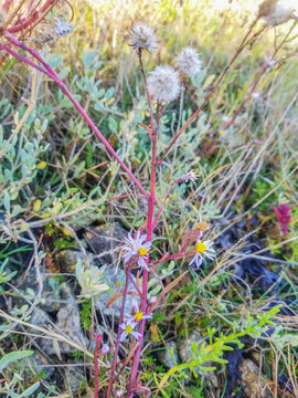 Sea Aster Plant