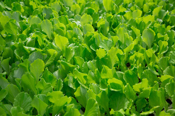 Fototapeta na wymiar Greenhouse with rows of ripe green spinach plants closeup