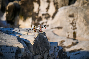Un oiseau en haut des rochers regarde le vide