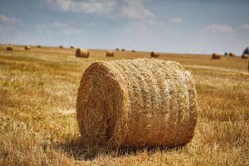 Fototapeta premium Harvest. Field with Stacks of Wheat