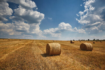 Harvest. Field with Stacks of Wheat