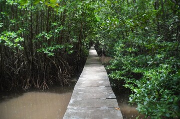 Narrow trekking trail through the mangrove forest in Cambodia