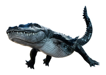 3D Rendering Black Alligator on White