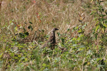Faisan femelle dans la nature