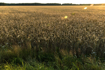 Wheat field in bright sunlight. Spikelets shine in the sun. Warm July evening on a field in Belarus. Holidays and exit from quarantine. 