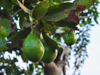 Avocado fruit hanging on tree branch