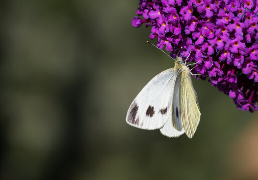 Schmetterling Gro&szlig;er Kohlwei&szlig;ling