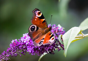 Schmetterling Tagpfauenauge