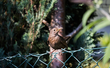 Amsel Weibchen