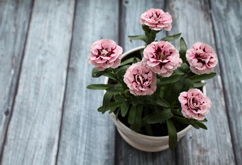 Pink garden carnation in a white planter on a wooden gray background. Concept of growing plants at home and on garden plots
