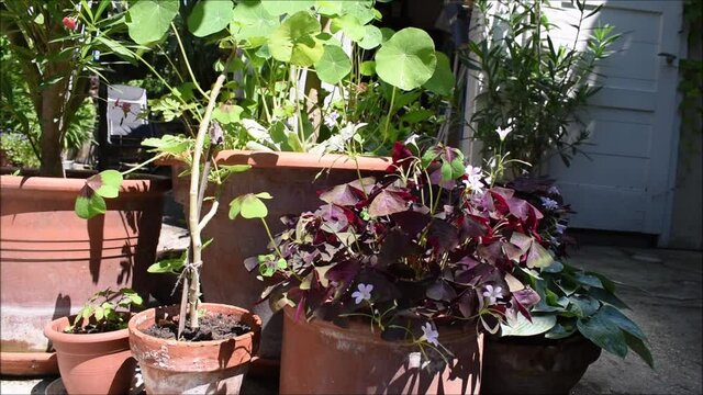 Kapuzinerkresse und Sauerklee im Halbschatten im Garten, G&auml;rtnern mit zarten Pflanzen f&uuml;r die Gartenarbeit