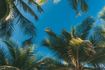 Fototapeta na wymiar coconut palm leaves on a background of blue clear sky, summer background, travel, nature. Frame